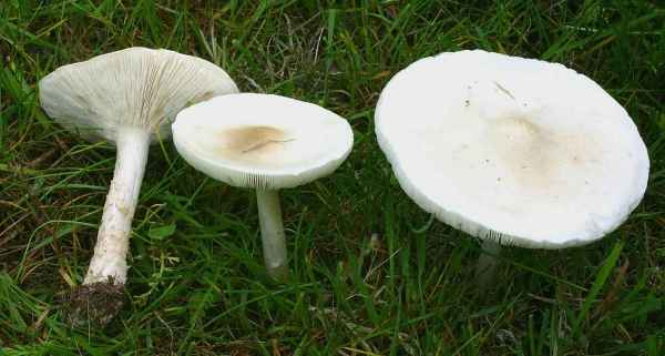 Steifstielige Weichritterling-Melanoleuca strictipes