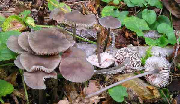 Gefleckter Helmling-Mycena maculata