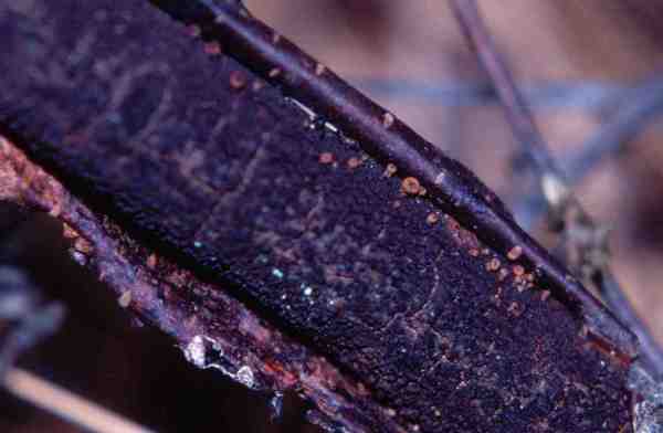 :-Perrotia flammea