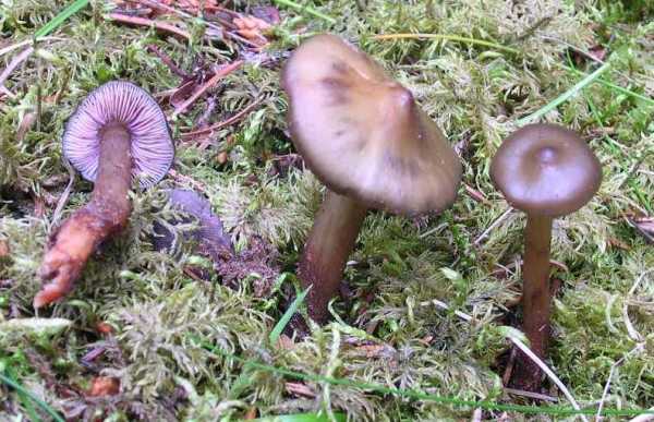 Olivgrüner Wurzelschnitzling-Phaeocollybia festiva