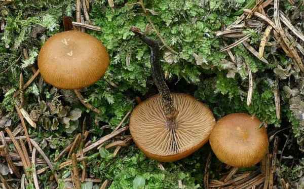 Glattstieliges Stockschwämmchen-Kuehneromyces lignicola