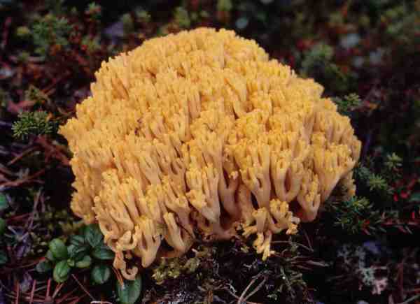 Schwefelgelbe Koralle-Ramaria flava