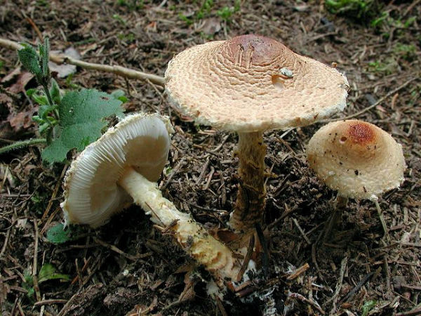 Gelbwolliger Schirmling-Lepiota magnispora