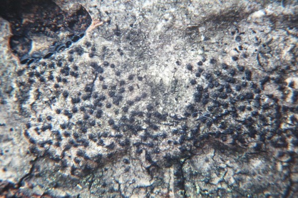 : Kohlenkrustenpilz-Eutypa lata
