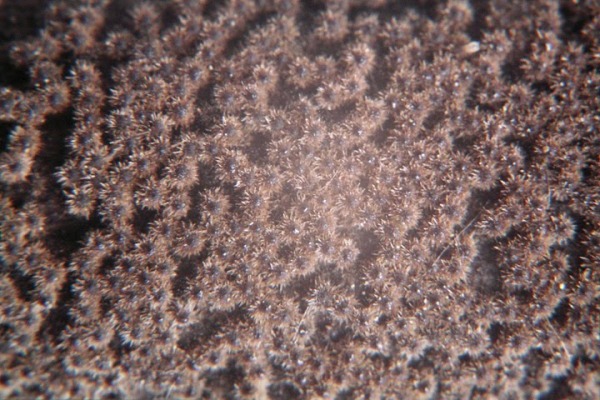 Striegeliger Kohlenkugelpilz-Lasiosphaeria strigosa