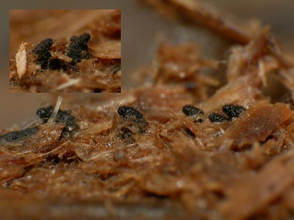 :-Podospora fimiseda