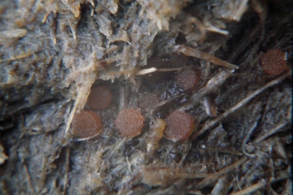 : Erdborstling-Cheilymenia pulcherrima