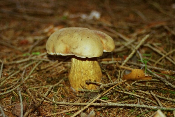 Gemeiner Gallenröhrling-Tylopilus felleus