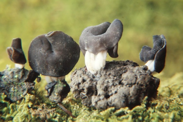 Rillstielige Lorchel-Helvella phlebophora