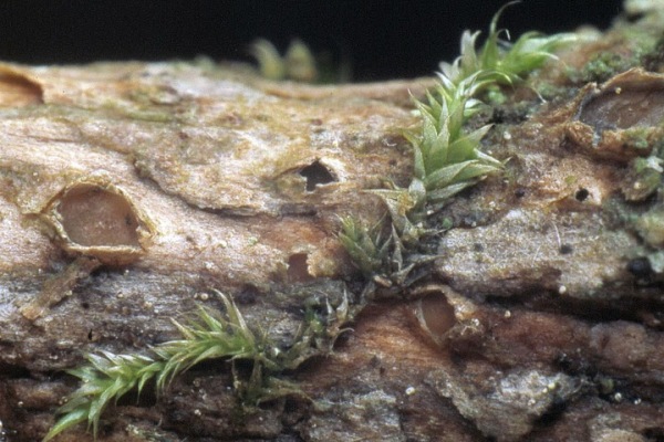 Geissblatt-Lochbecherchen-Karstenia lonicerae