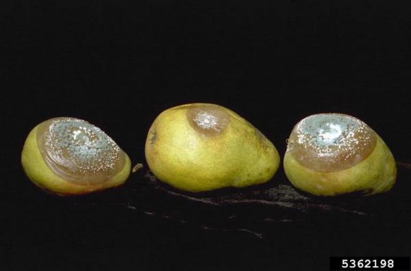 :-Penicillium expansum