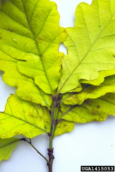 :-Apiognomonia errabunda