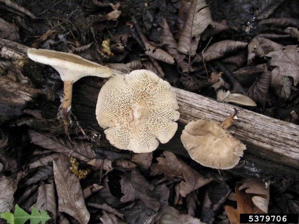 Weitlöcheriger Stielporling-Polyporus arcularius