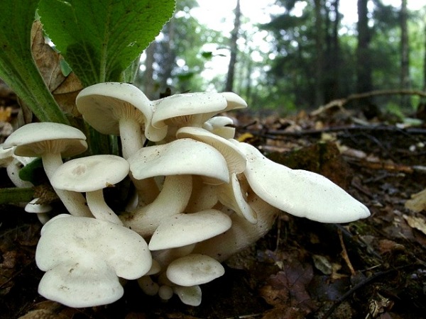 Weisser Rasling-Lyophyllum connatum