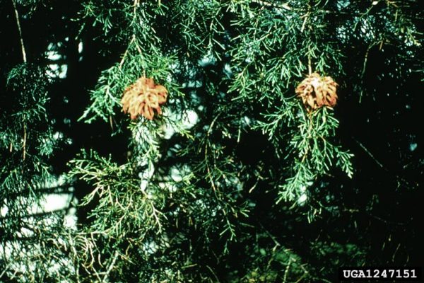 :-Gymnosporangium juniperi-virginianae