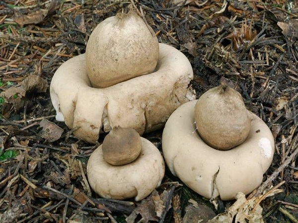 Gewimperter Erdstern-Geastrum fimbriatum