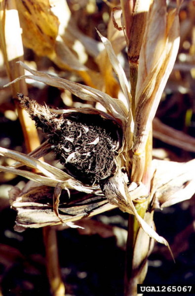 :-Sphacelotheca reiliana