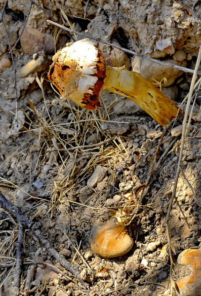 Stelzenstäubling-Battarrea phalloides