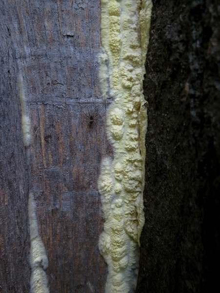 Zitronengelber Gloeozystidenrindenpilz-Vesiculomyces citrinus