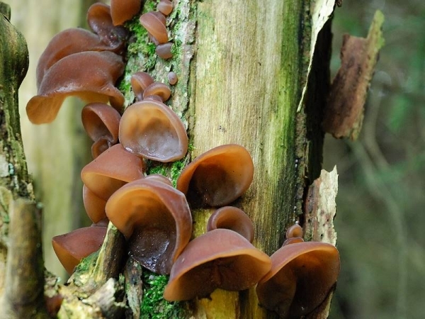 Judasohr-Auricularia auricula-judae