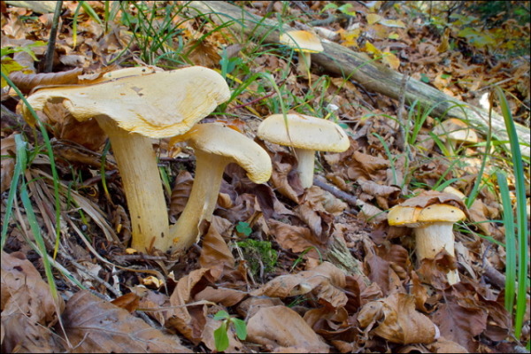 Orange Schneckling-Hygrophorus pudorinus