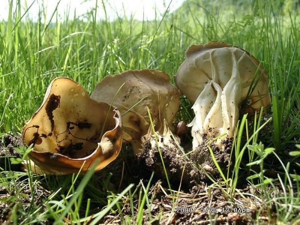 Hochgerippte Becherlorchel-Helvella acetabulum