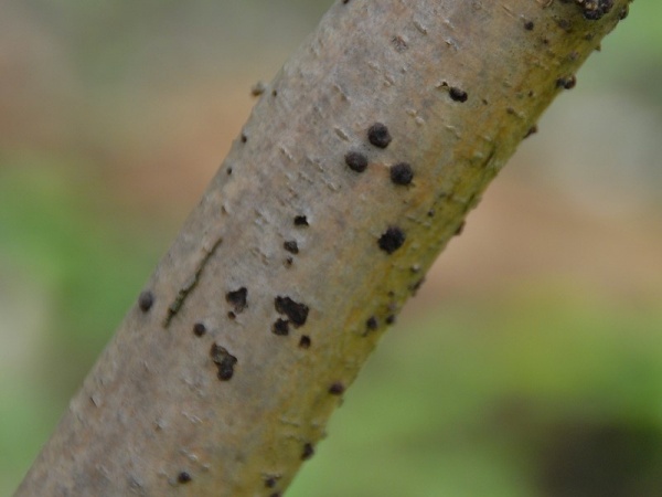 Warziges Eckenscheibchen-Diatrypella favacea