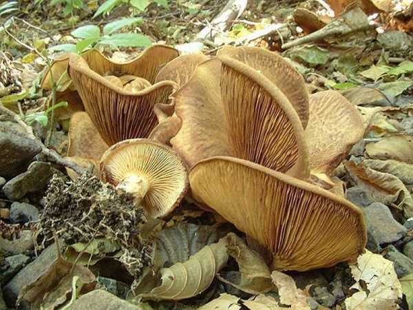 Erlenkrempling-Paxillus rubicundulus