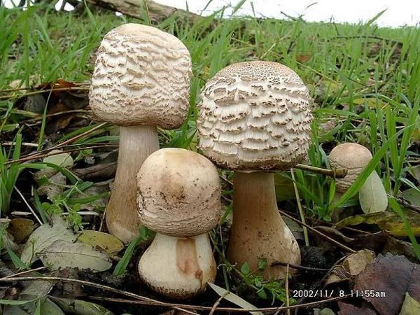 Garten-Riesenschirmling-Macrolepiota rachodes var. bohemica