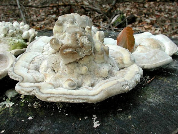 Buckel-Tramete-Trametes gibbosa