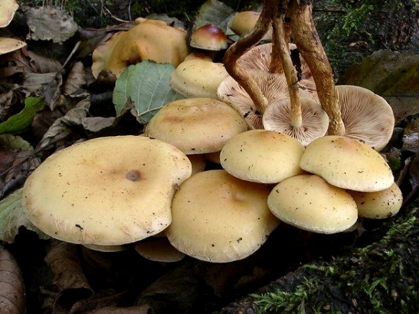 Zitronengelber Erlenschnitzling-Pholiota alnicola var. alnicola