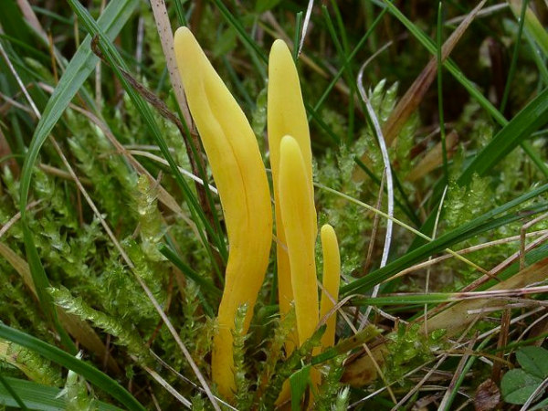 Clavulinopsis helvola-Clavulinopsis helveola