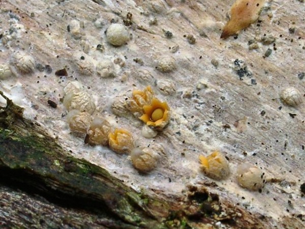 Gemeiner Kugelschneller-Sphaerobolus stellatus