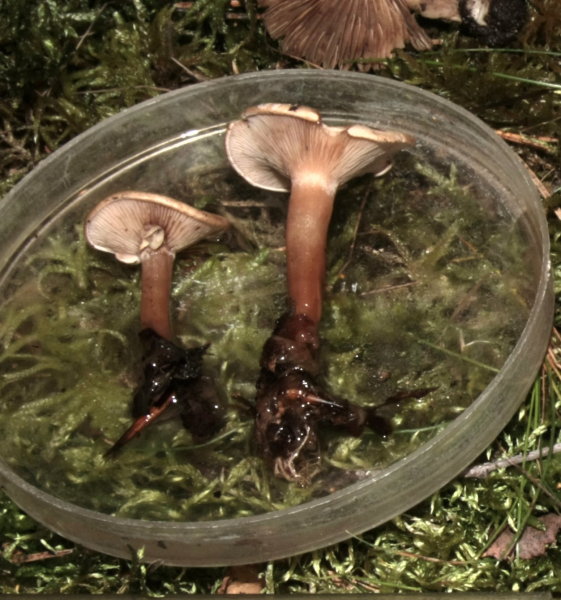 Gemeiner Filzkrempling-Ripartites tricholoma