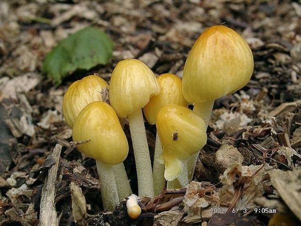 Goldmistpilz-Bolbitius titubans var. titubans