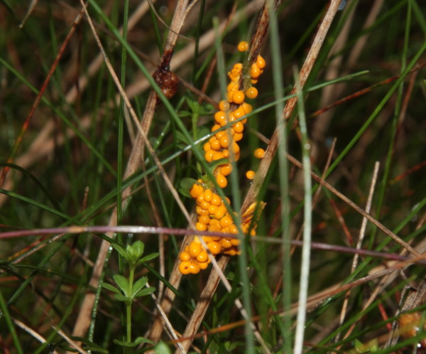 ?-Physarum virescens