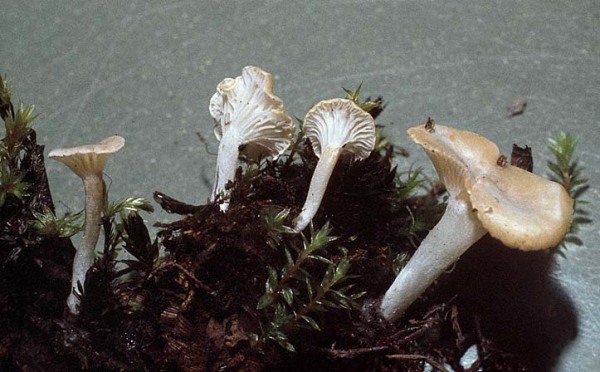 Weissliches Nabeltrichterchen-Gerronema albidum