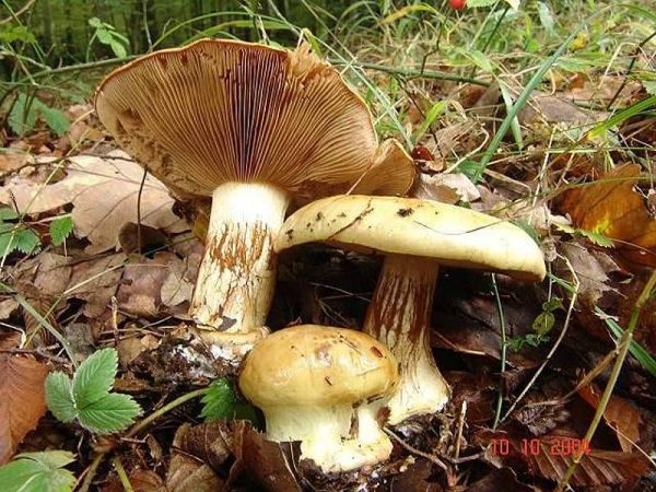 Strohgelber Klumpfuss-Cortinarius elegantior