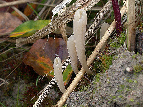 Weisses Spitzkeulchen-Clavaria falcata