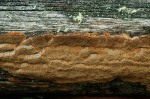 Dünner Feuerschwamm-Phellinus viticola