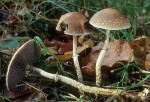 Schuppiger Kahlkopf-Leratiomyces squamosus var. squamosus
