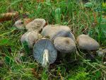 Gilbender Erdritterling-Tricholoma scalpturatum