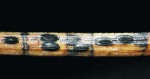 :-Lophodermium pinastri