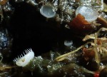 :-Pezoloma ciliifera
