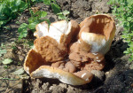 Falscher Blasen-Becherling-Peziza pseudovesiculosa