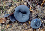Violettmilchender Becherling-Peziza saniosa