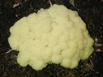 Gelbe Lohbl�te-Fuligo septica