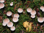 Kegeliger Helmling-Mycena metata