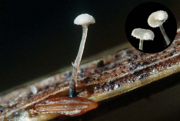 : Pistillina-Pistillina brunneola