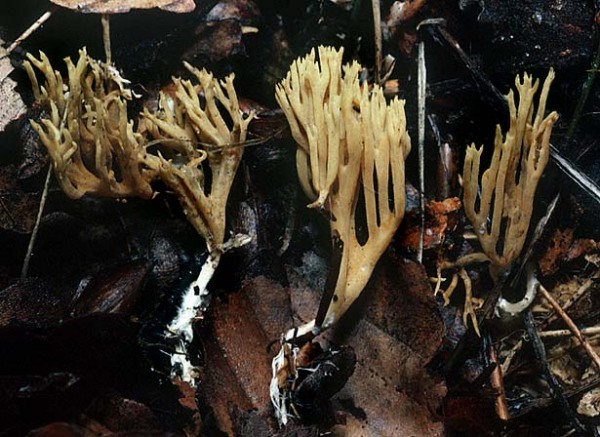 Flattrige Fichtenkoralle-Ramaria flaccida